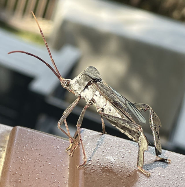 Photo: Giant leaf-footed bug
