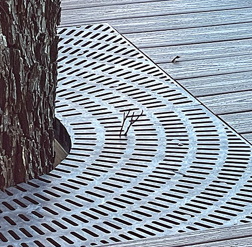 Photo: sticks that look like a bird's feet