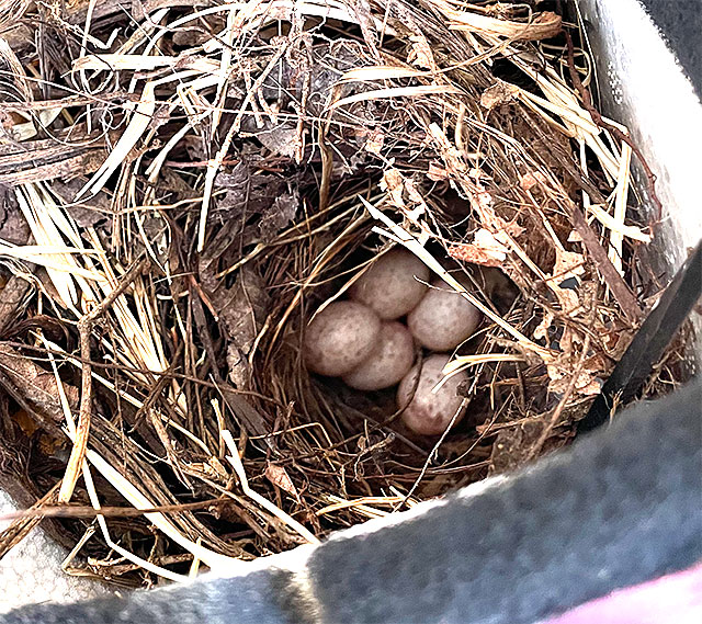 Photo: 5 bird eggs in a nest constructed inside a hose bib cover