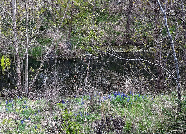 Photo: A patch of bluebonnets almost hidden from side on the bank of the creek