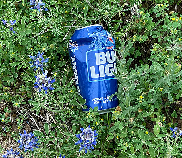 Photo: A Bud Light can among bluebonnets
