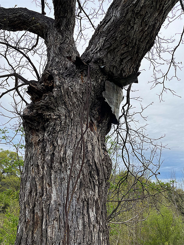 Photo: Pecan tree with a thick wire cable running through its trunk