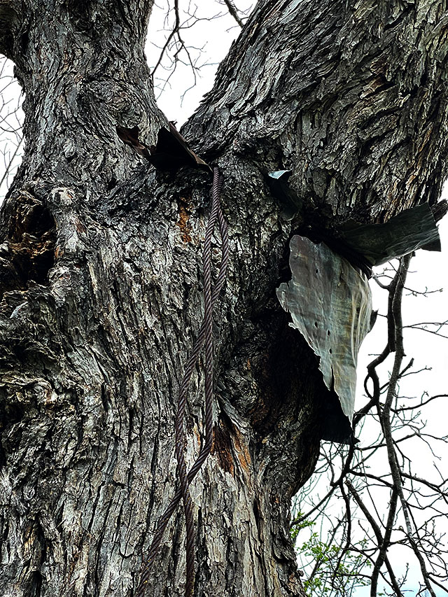 Photo: Large pecan tree with a length of thick wire cable and a piece of tin embedded in the trunk