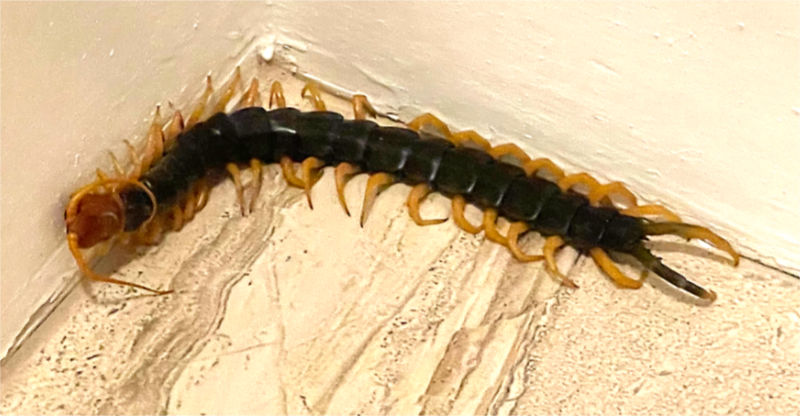 Photo: Texas redheaded centipede