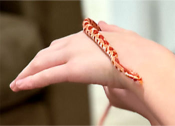 Photo: Tiny corn snake in a young girl's hand