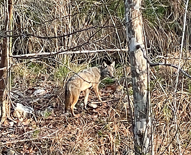 Photo: Coyote near Pecan Creek in Horseshoe Bay, Texas