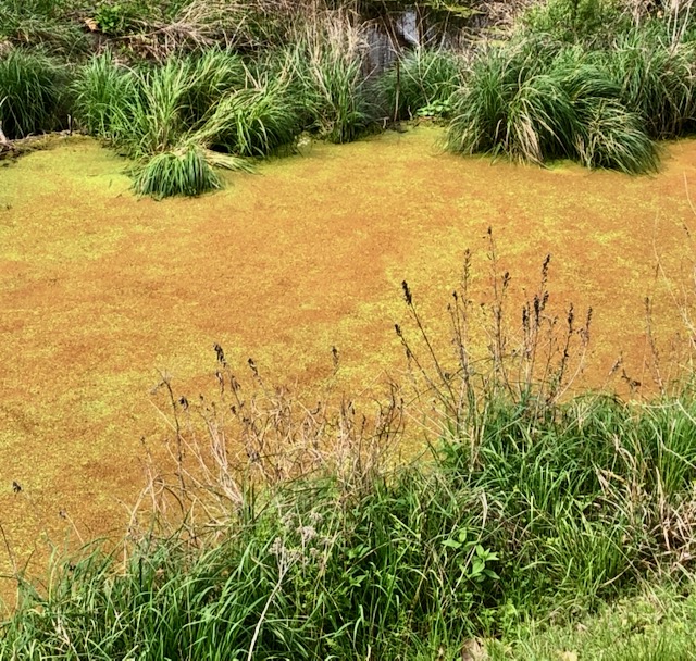 Photo: The surface of a slow moving creek is completely obscured by a thick layer of gold colored pollen