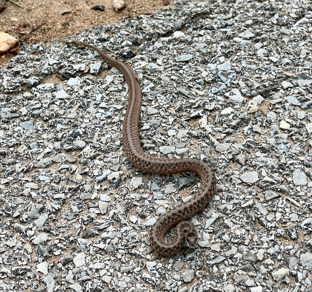 Photo: DeKay's brownsnake