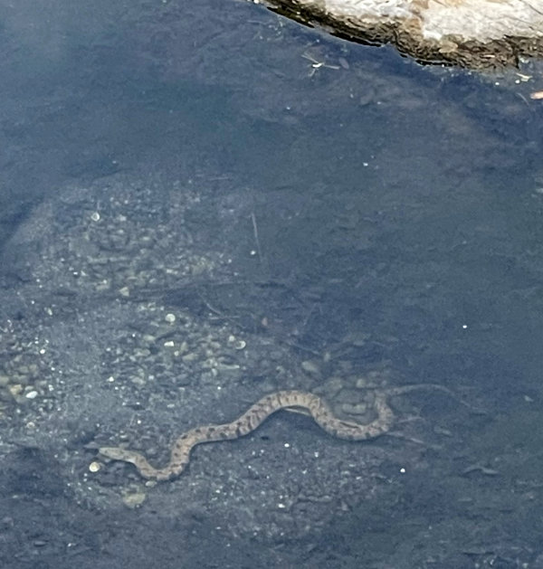 Photo: diamondback water snake