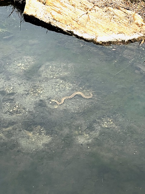 Photo: Diamondback water snake resting on the bottom of a creek