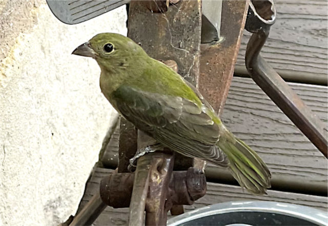 Photo: Female painted bunting