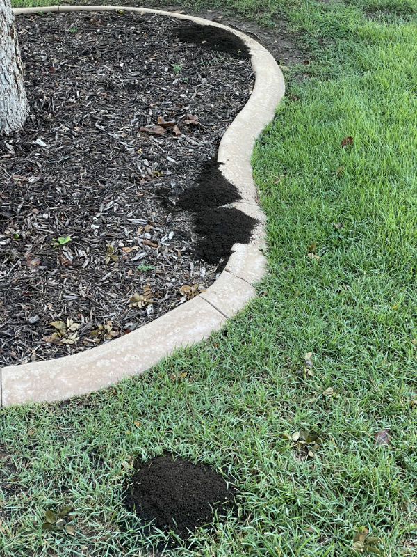 Photo: Four fire ant mounds in our front yard