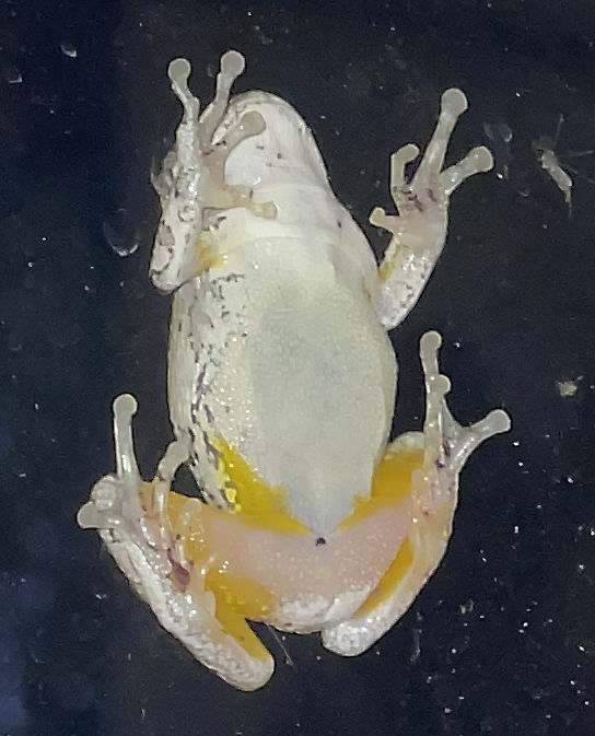 Photo: Underside of gray tree frog clinging to a window