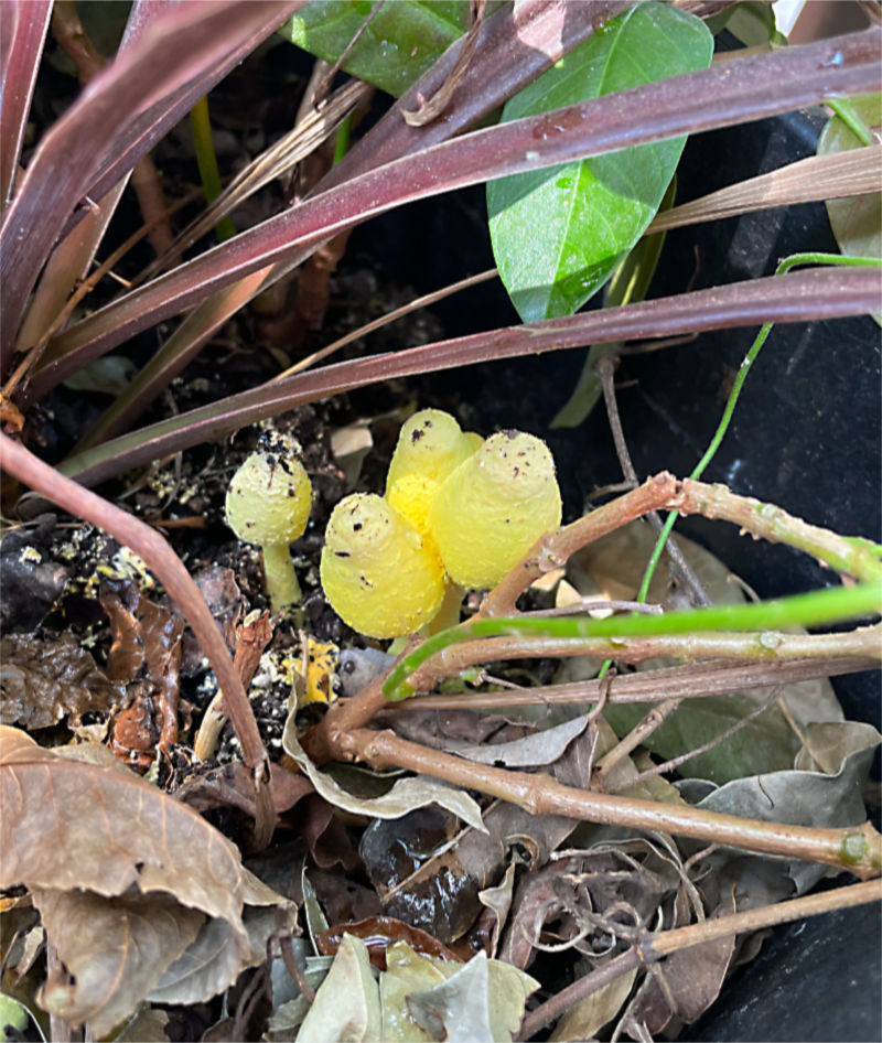 Photo: Green mushrooms/toadstools growing in a pot