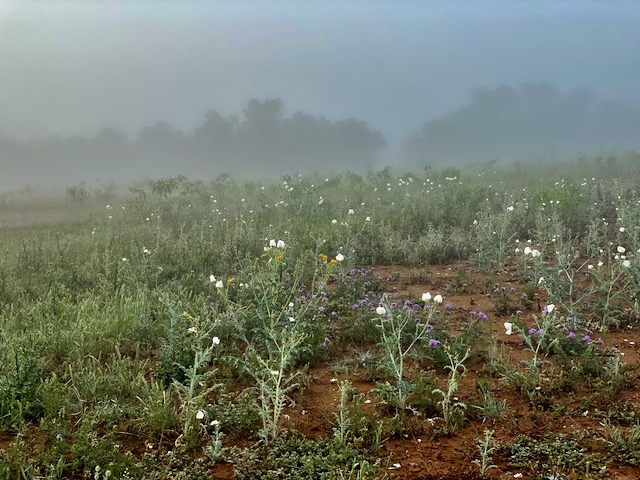 Photo: Wildflowers in the fog