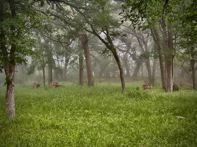 Photo: Four whitetail deer in a wooded area backed by fog