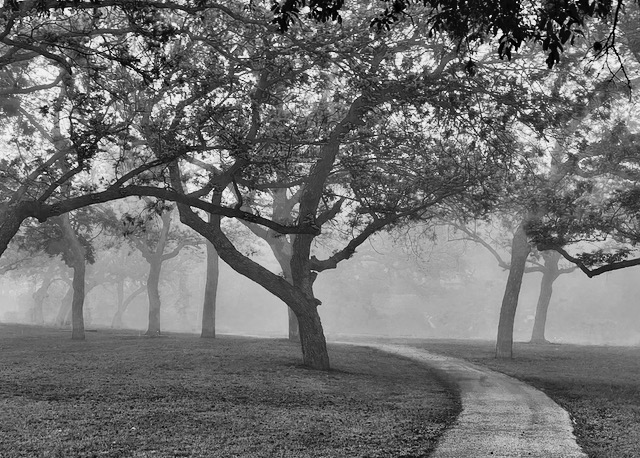 Photo: Grayscale image of paved trail curving and disappearing into the fog