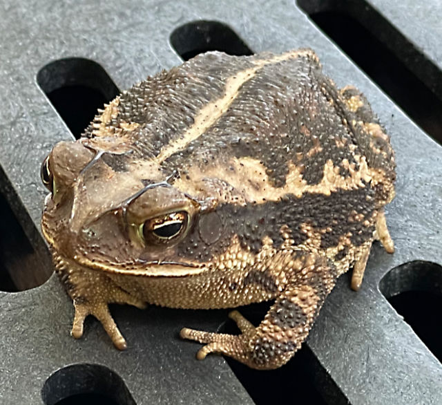 Photo: Gulf coast toad