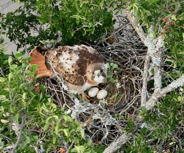 Photo: Red-tailed hawk in nest containing two eggs, and staring at the drone hovering a few feet above