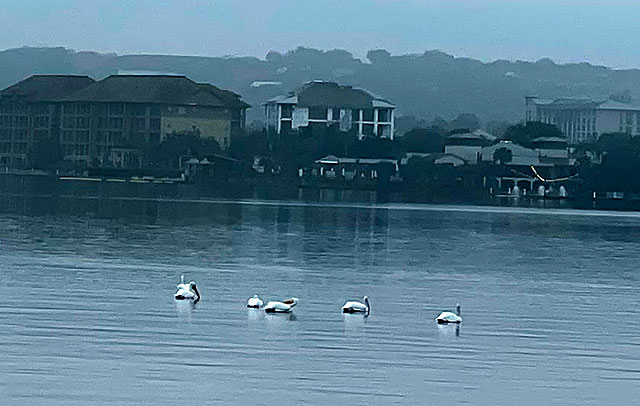 Photo: Six pelicans floating in Lake LBJ