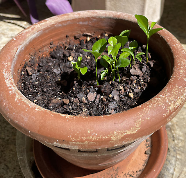 Photo: tiny lime trees being grown from seeds