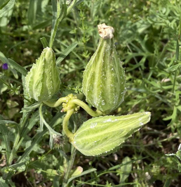 Photo: seed pods on an antelopes horn milkweed