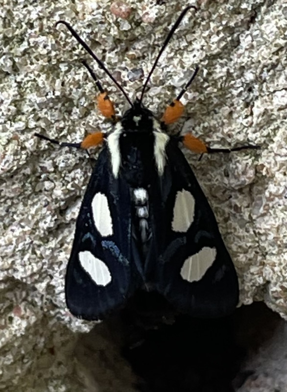 Photo: Eight-spotted Forester Moth (Alypia octomaculata)