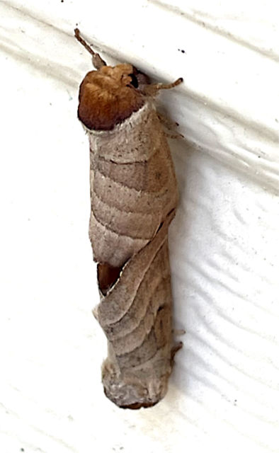 Photo: Angus' Datana moth