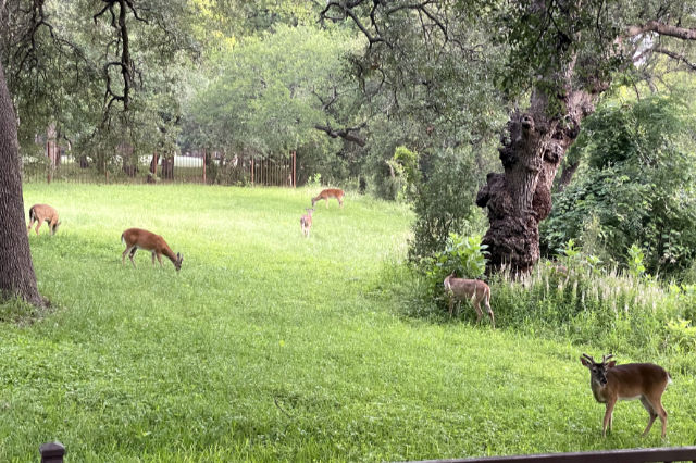 Photo: Six whitetail deer bucks in a vacant lot