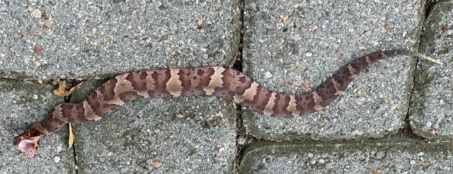 Photo: Juvenile northern cottonmouth