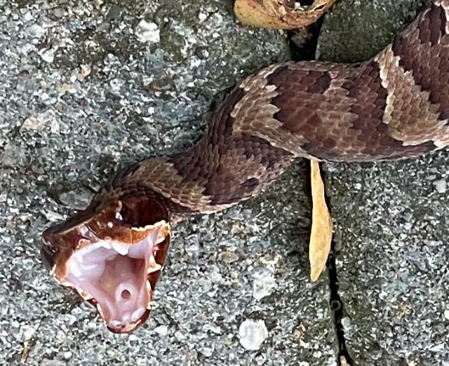 Photo: Juvenile northern cottonmouth exhibiting typical gaping behavior