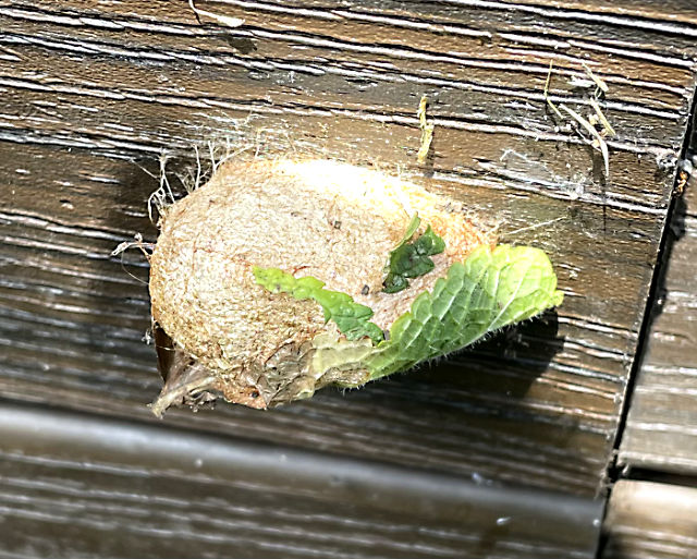 Photo: Cocoon for unidentified species of moth