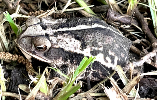 Photo: Gulf coast toad