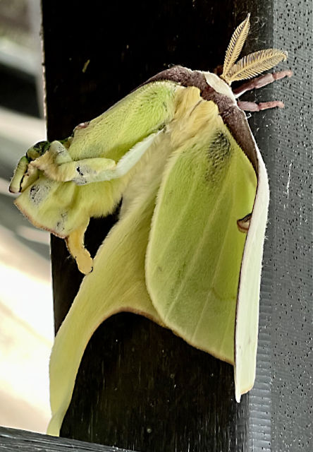 Photo: Newly eclosed Luna moth with damaged wing