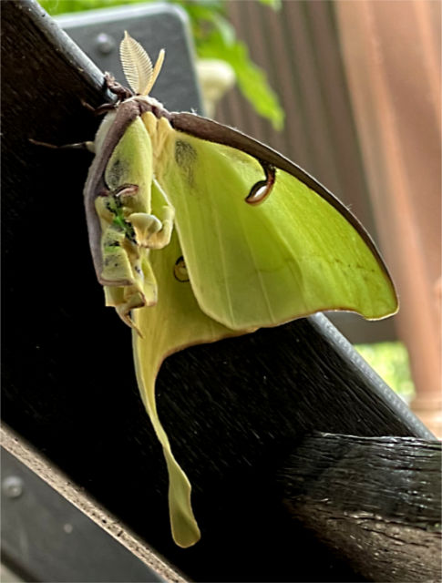 Photo: Newly eclosed Luna moth with damaged wing