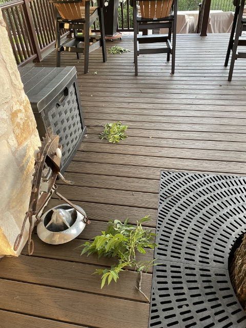 Photo: Pecan tree branches littering the surface of our deck