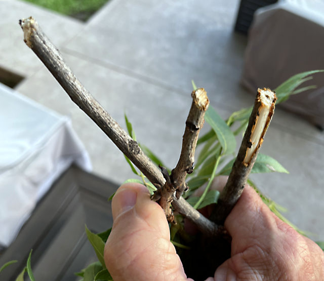 Photo: a closeup of broken pecan tree branches