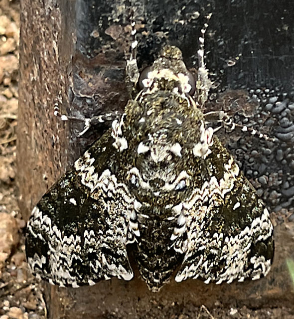 Photo: Rustic sphinx moth