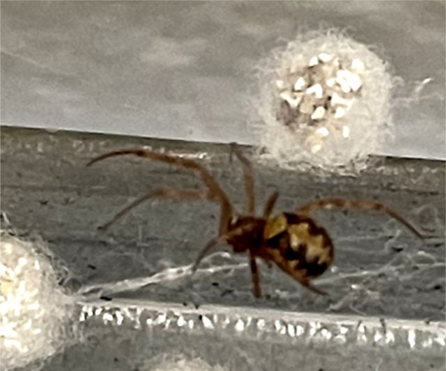 Photo: Closeup of a triangulate cobweb spider and egg sac