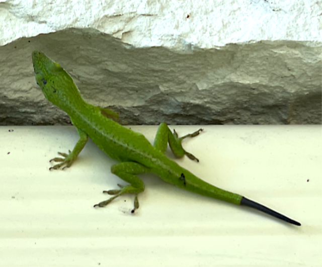Photo: Carolina anole whose tail is almost regenerated