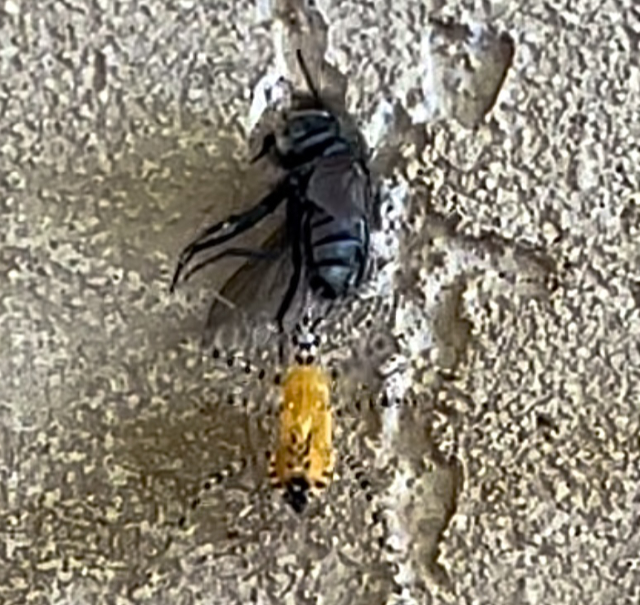 Photo: Assassin bug dragging around a carpenter bee.