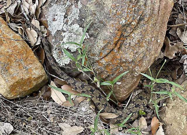 Photo: Diamondback water snake hiding among rocks