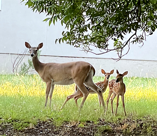 Photo: Whitetail doe and her twin fawns