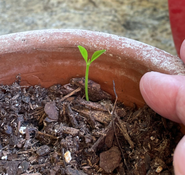 Photo: Tiny lime tree seedling in a pot on our back porch