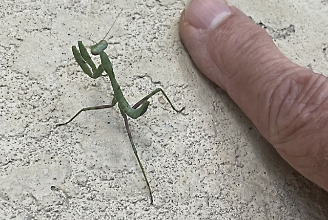 Photo - Praying mantis next to my finger for size reference