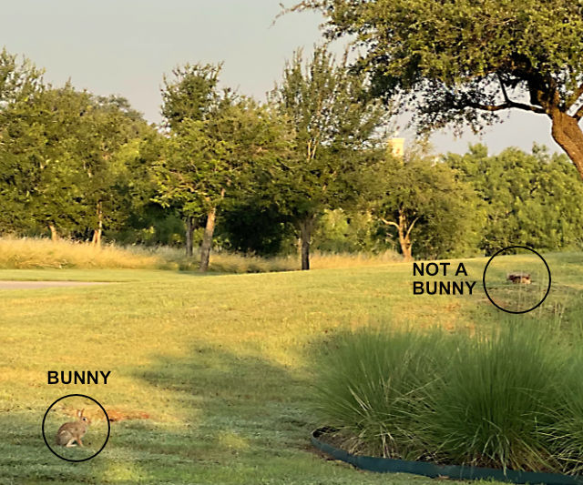 Photo: Cottontail rabbit