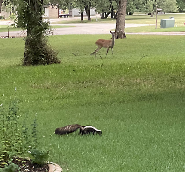 Photo: Skunk and whitetail deer in our front yard