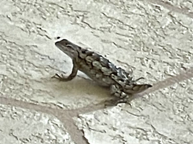 Photo: Texas spiny lizard with missing tail (in the process of regeneration)