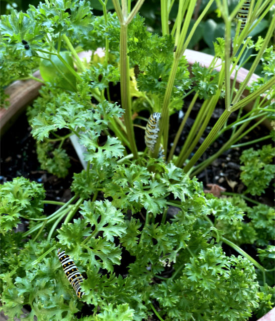 Photo: Black swallowtail caterpillars on parsley