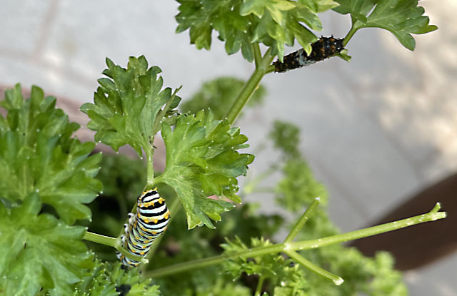 Photo: A mature black swallowtail caterpillar and an immature one, both on parsley stalks
